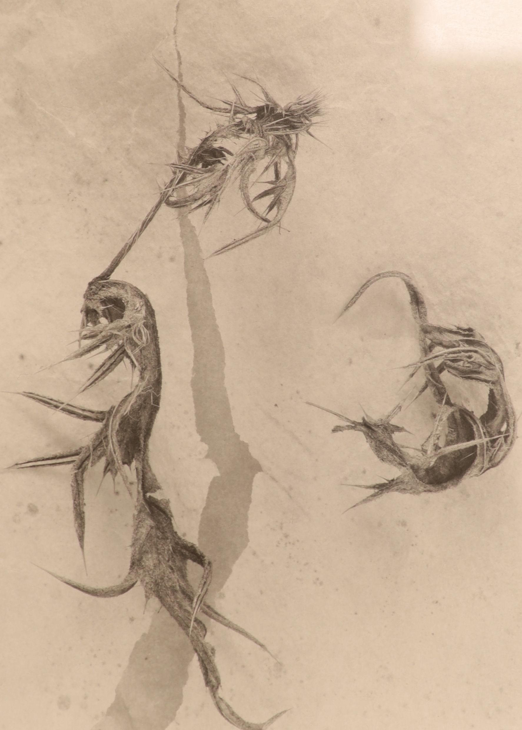 John Blakemore (1936-), five black and white photographs from The Thistle Series, largest 27 x 21cm